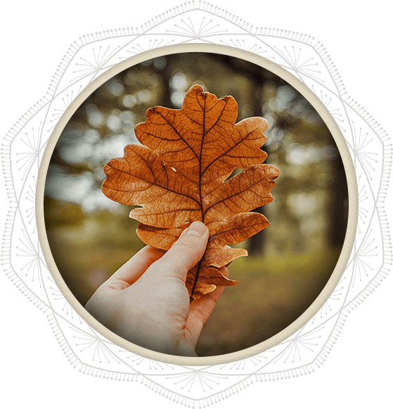 Orange Oak Leaf Orange Oak Leaf